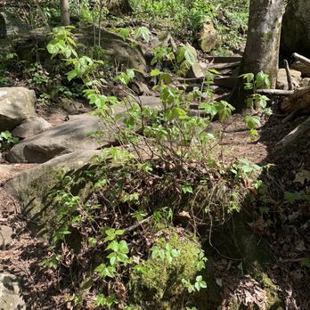 South Mountains State Park - Poison ivy - Parks Near Me - Connellys Springs, North Carolina South Mountains State Park - Poison ivy - Parks Near Me - Connellys Springs, North Carolina