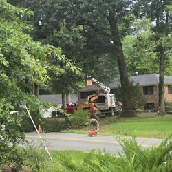 Big Steve’s Tree Care - Beginning...