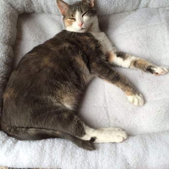 Animal General Hospital - Sunday says please stop taking my photo without purrmision. - Veterinarians Near Me - Medley, Florida