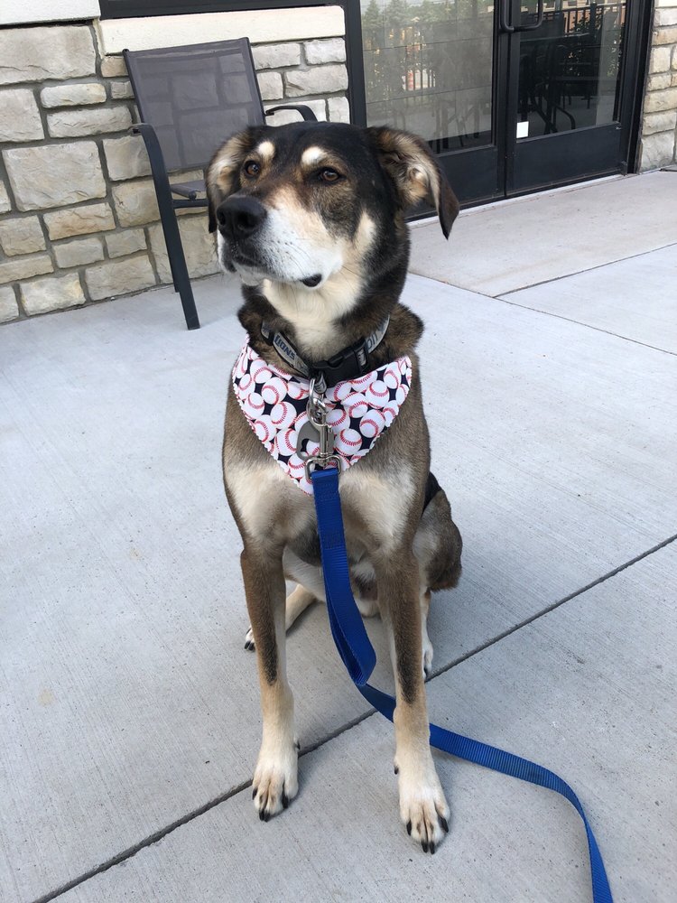 RUB A DUB DOGS PET GROOMING 10 Photos & 10 Reviews Pet Groomers