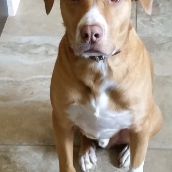 Comal Pet Hospital & Resort - Veterinarians Near Me - New Braunfels, Texas Comal Pet Hospital & Resort - Veterinarians Near Me - New Braunfels, Texas
