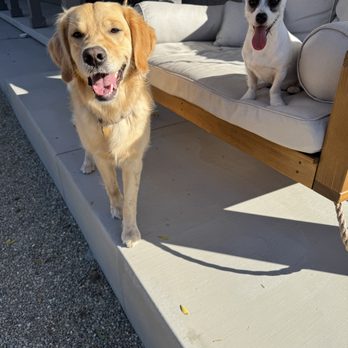 Michael Hill Dog Training - Pet Training Near Me