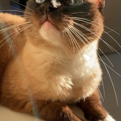 Tualatin Animal Clinic - Sofi