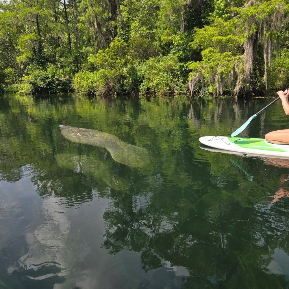 TnT Hideaway - SUP and manatee - Rafting/Kayaking Near Me - Crawfordville, Florida TnT Hideaway - SUP and manatee - Rafting/Kayaking Near Me - Crawfordville, Florida