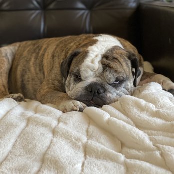 TrueCare for pets - Bloat is gone, time to rest! - Veterinarians Near Me - Studio City, California TrueCare for pets - Bloat is gone, time to rest! - Veterinarians Near Me - Studio City, California