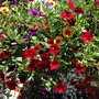 Photo of Gull Harbor Nursery