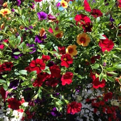 Gull Harbor Nursery