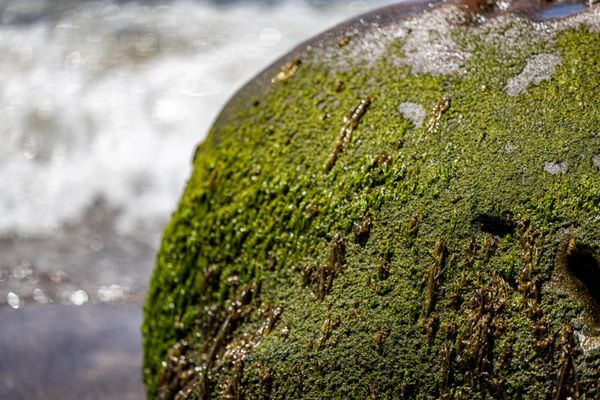 Bowling Ball Beach Trailhead by null