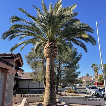 WestCo Tree Service - After - Tree Services Near Me WestCo Tree Service - After - Tree Services Near Me