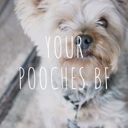 Your Pooches BF - Meet Ralph, our website model and friend