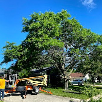 Better Than Affordable - Work - Tree Services Near Me