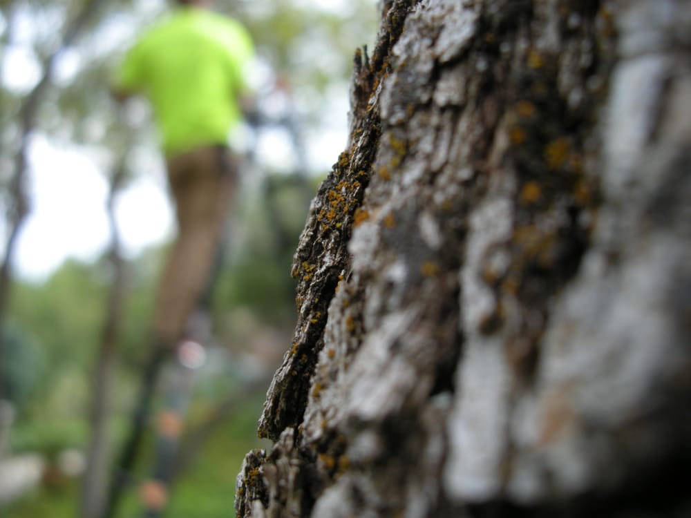 Cutting Edge Tree Professionals - tree service in Layton, UT