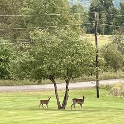 Colebrook Town of - While deer in the front yard of Bear Rock suites!