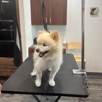 Whiskers & Wags - Before shot of my dog - Pet Groomers Near Me - Jim Thorpe, Pennsylvania Whiskers & Wags - Before shot of my dog - Pet Groomers Near Me - Jim Thorpe, Pennsylvania