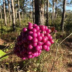 Fern Forest Nature Center - American Beauty Berry. Wild animals love them
