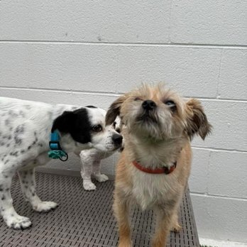 BHV Austin TOO - Pet Boarding Near Me - Austin, Texas BHV Austin TOO - Pet Boarding Near Me - Austin, Texas