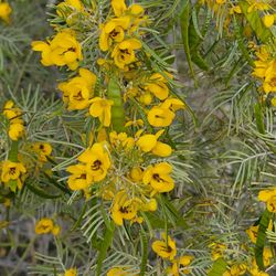 Picacho Peak State Park