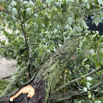 Stinzys Stump & Tree - Stinzy and his crew were simply amazing! I'm SO grateful for the PIECE & PEACE OF MIND! - Tree Services Near Me Stinzys Stump & Tree - Stinzy and his crew were simply amazing! I'm SO grateful for the PIECE & PEACE OF MIND! - Tree Services Near Me