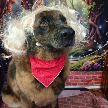 Live Love Pet - Blondie!! - Pet Groomers Near Me - Honolulu, Hawaii Live Love Pet - Blondie!! - Pet Groomers Near Me - Honolulu, Hawaii