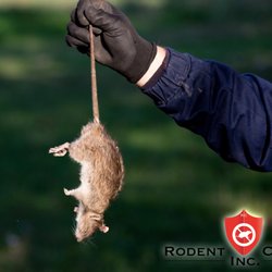 Rodent Control