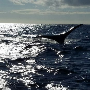 Maui Reef Adventures - A whale waving at us ! The whale was probably 20 yards out - Snorkeling Near Me - Ma'alaea, Hawaii Maui Reef Adventures - A whale waving at us ! The whale was probably 20 yards out - Snorkeling Near Me - Ma'alaea, Hawaii