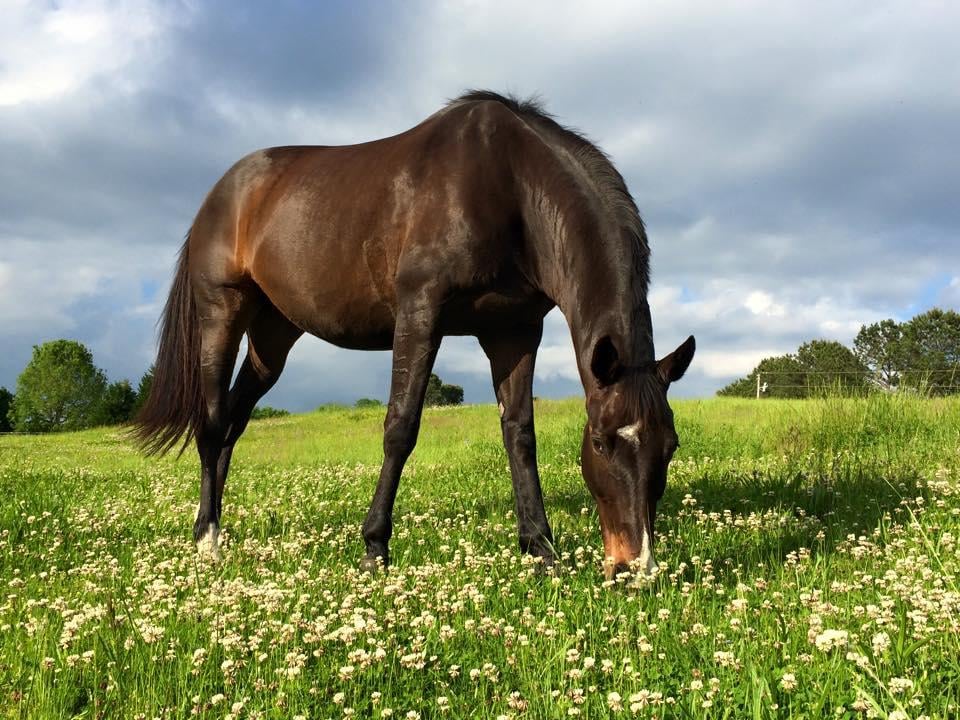 A Knight's Echo Farm, LLC Image