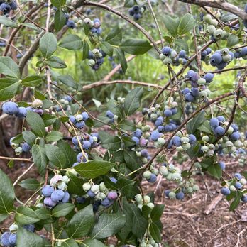 Pinecrest Berry Farm - blueberries growing on a tree - Farmers Market Near Me - Carolina, Rhode Island Pinecrest Berry Farm - blueberries growing on a tree - Farmers Market Near Me - Carolina, Rhode Island