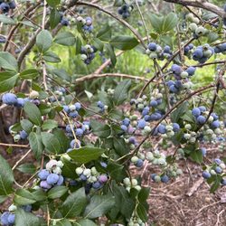 Pinecrest Berry Farm