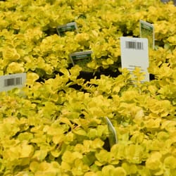 Carson's Nurseries