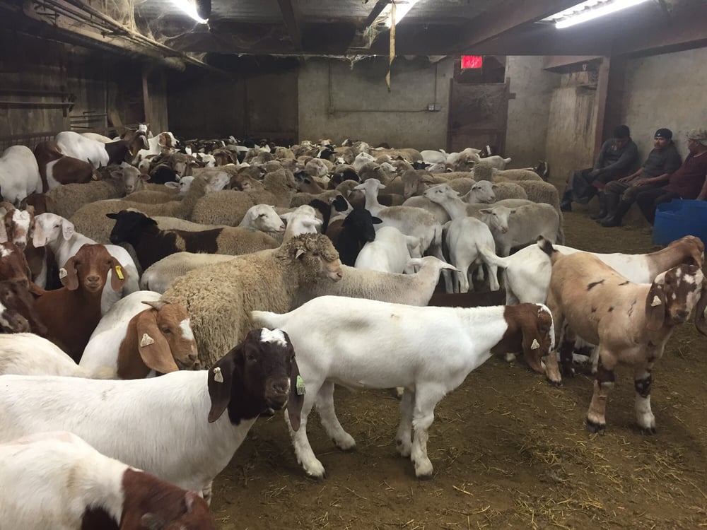 BROTHERS LIVE POULTRY Updated May 2024 774 3rd Ave, Brooklyn, New