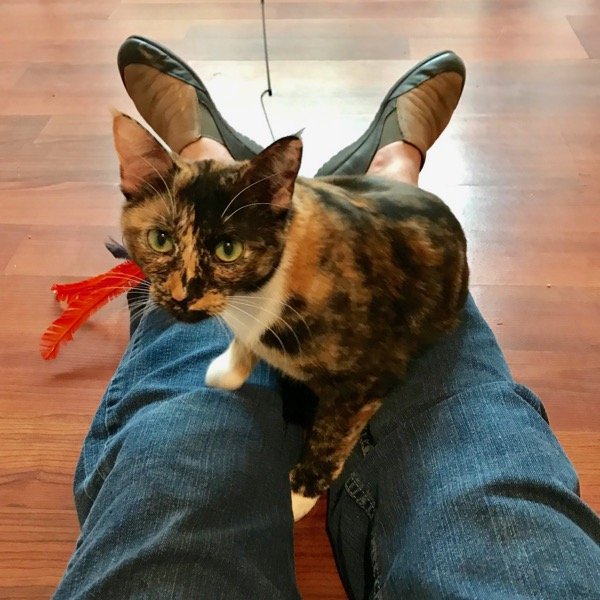 LYNN BRIDGE KELLER WILLIAMS REALTY 333 E Hwy 290, Dripping Springs