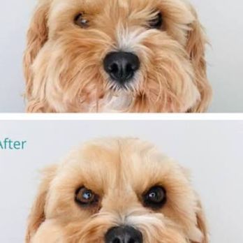 Littlefoot Dog Grooming - Options for the new mobile services - Pet Groomers Near Me - Tucson, Arizona Littlefoot Dog Grooming - Options for the new mobile services - Pet Groomers Near Me - Tucson, Arizona