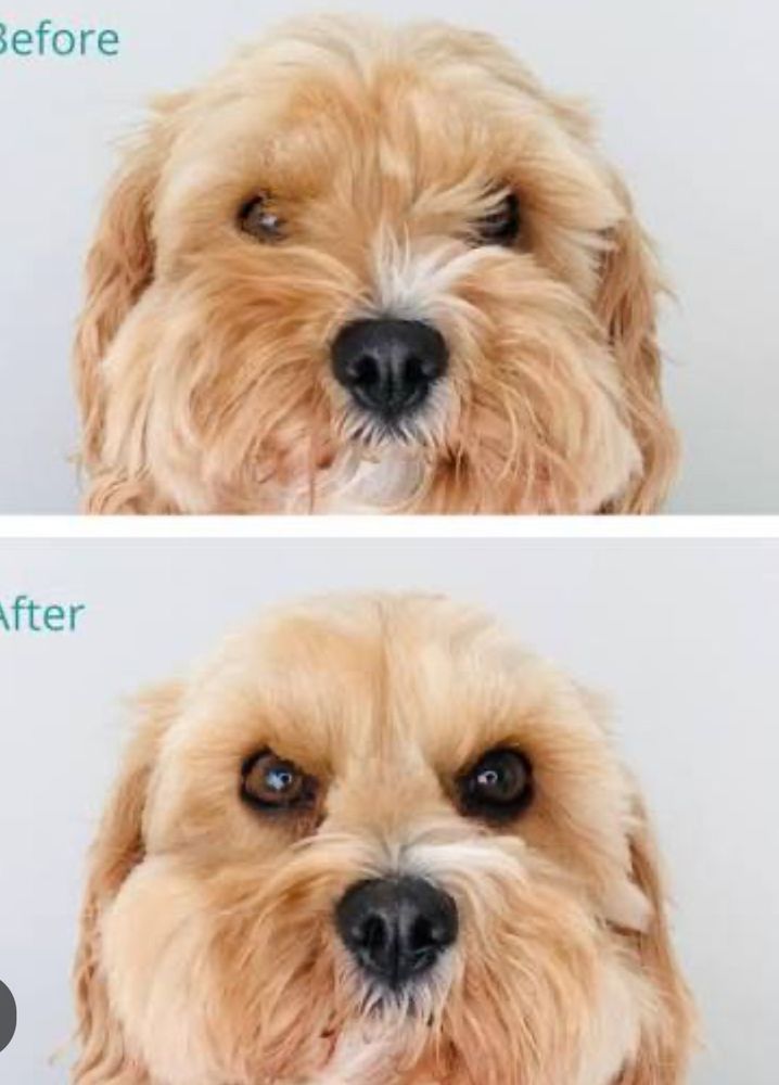 Littlefoot Dog Grooming - pet boarding facility in Tucson, AZ