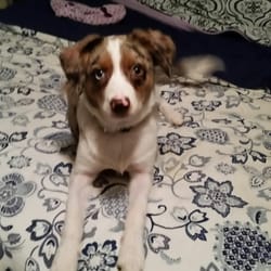 Western Maryland Animal Hospital