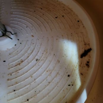 Queens of Clean - A pretty nasty move out in a rental. This was the lazy susan before our ladies got ahold of it. - Home Cleaning Near Me