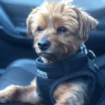 Haute Paws Escape - Pet Groomers Near Me - Mckinney, Texas