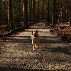 Brook Run Dog Park - April 2015: CHERIE enjoys the newly remodeled dog park
