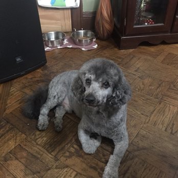 Venus & Dalila Pet Spa - Freshly groomed old man - Pet Groomers Near Me - Jackson Heights, New York