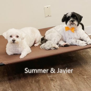 The Bone Yard Pet Shop - Summer & Javier hanging out in daycare - Pet Groomers Near Me - Bloomington, Indiana The Bone Yard Pet Shop - Summer & Javier hanging out in daycare - Pet Groomers Near Me - Bloomington, Indiana