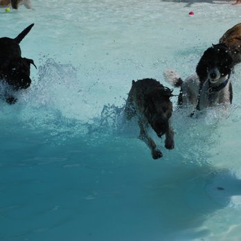 Primarily Design and Photography - Dogs playing at Beaver Park pool at the K9Splash - Pet Photography Near Me Primarily Design and Photography - Dogs playing at Beaver Park pool at the K9Splash - Pet Photography Near Me