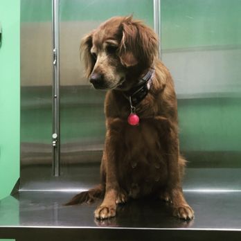 Ansonia Animal Hospital Pc 10 Photos Veterinarians 876 S Main St Seymour Ct Phone Number