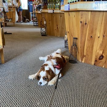Montezuma Winery - a dog laying on the floor - Wineries Near Me - Seneca Falls, New York