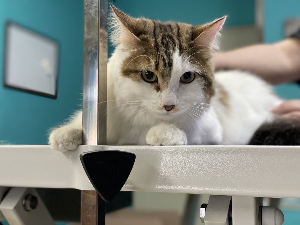 CRITTER CORRAL PET GROOMING 71 Photos & 98 Reviews 15612 N 32nd St