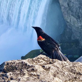 Fallsview Trail - Red-winged Blackbird Niagara Falls Trail - Parks Near Me Fallsview Trail - Red-winged Blackbird Niagara Falls Trail - Parks Near Me