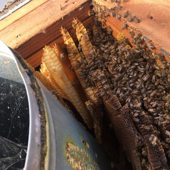 Safe & Alive Bee Hive Removal - Pest Control Near Me - San Diego, California Safe & Alive Bee Hive Removal - Pest Control Near Me - San Diego, California