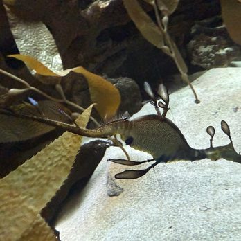 Shedd Aquarium - Aquariums Near Me - Chicago, Illinois Shedd Aquarium - Aquariums Near Me - Chicago, Illinois