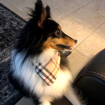 Grateful Dog Grooming - Dog grooming - Pet Sitting Near Me - Orange Park, Florida Grateful Dog Grooming - Dog grooming - Pet Sitting Near Me - Orange Park, Florida
