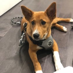 Jack Russell Network - Now in his forever home!