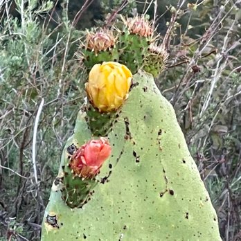 El Prieto Trail - Hiking Near Me - Pasadena, California