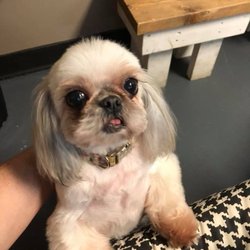 Hounds Tooth Grooming, Boarding & Doggy Day Care